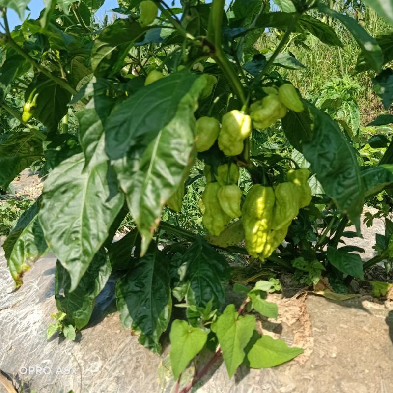 大量供应工业椒