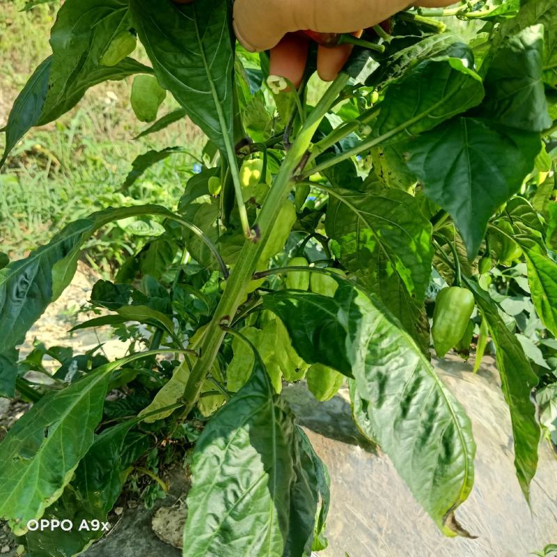 大量供应工业椒