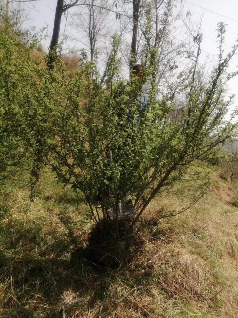 黄刺玫、黄花丛生黄刺玫，耐寒耐旱工程绿化苗，山西黄刺玫