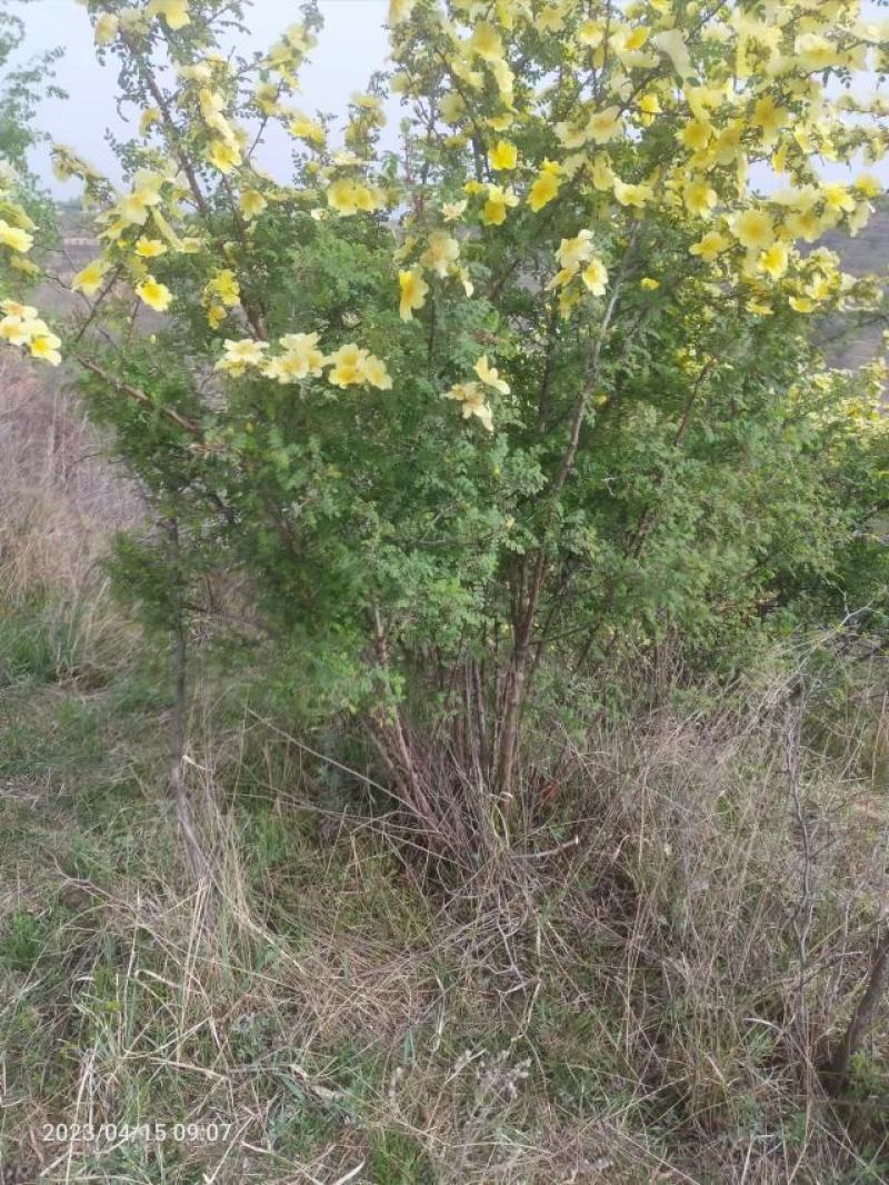 黄刺玫、黄花丛生黄刺玫，耐寒耐旱工程绿化苗，山西黄刺玫