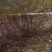 黄刺玫、黄花丛生黄刺玫,耐寒耐旱工程绿化苗,山西黄刺玫