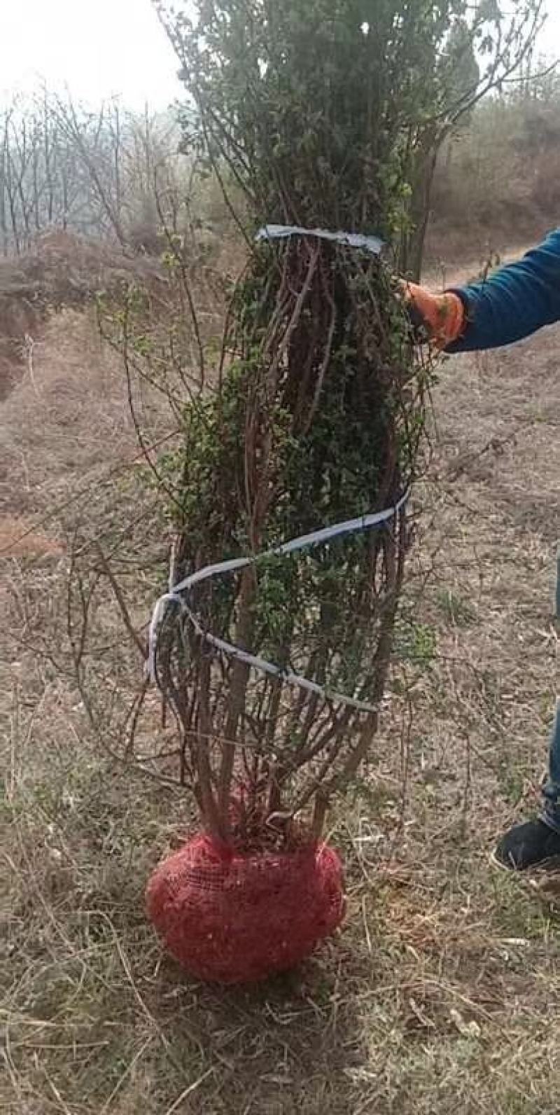 黄刺玫、黄花丛生黄刺玫，耐寒耐旱工程绿化苗，山西黄刺玫