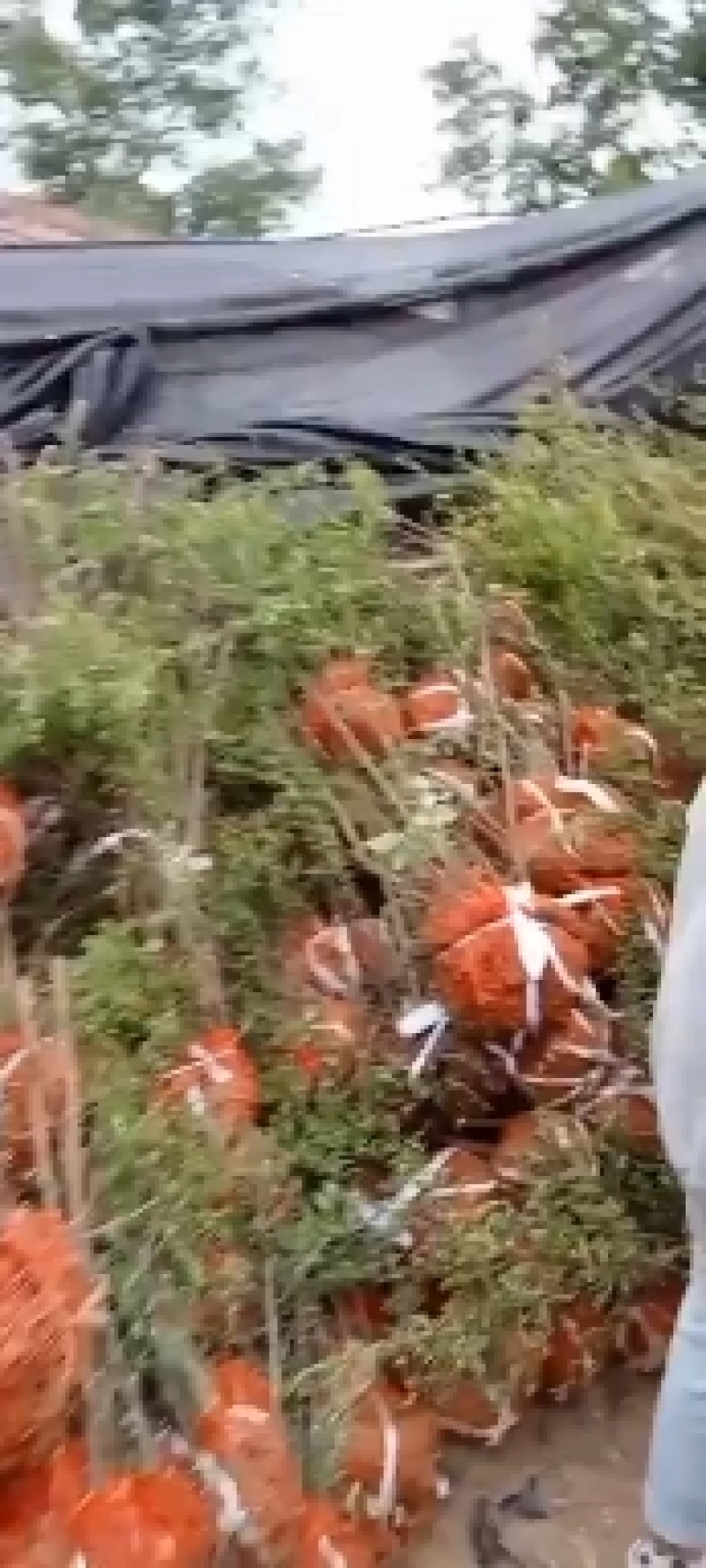 黄刺玫、黄花丛生黄刺玫，耐寒耐旱工程绿化苗，山西黄刺玫