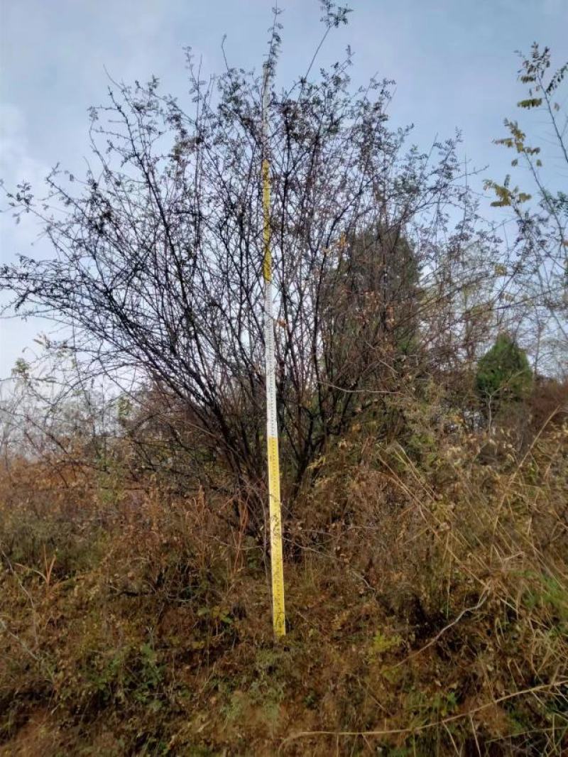 黄刺玫、黄花丛生黄刺玫，耐寒耐旱工程绿化苗，山西黄刺玫