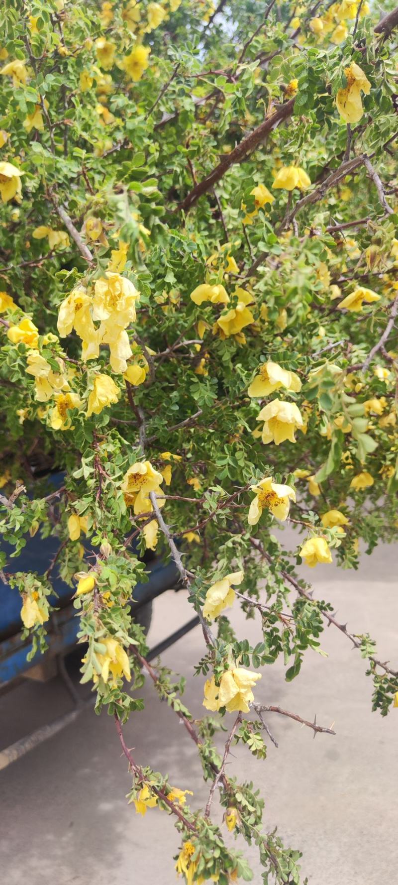 黄刺玫、黄花丛生黄刺玫，耐寒耐旱工程绿化苗，山西黄刺玫