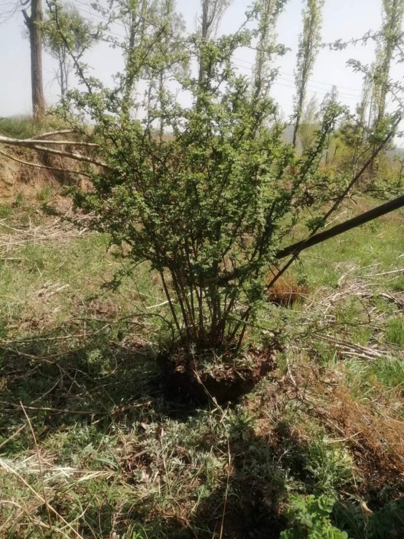 黄刺玫、黄花丛生黄刺玫，耐寒耐旱工程绿化苗，山西黄刺玫