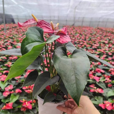 红掌多品种室内外观赏布景青州花卉基地