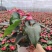 红掌多品种室内外观赏布景青州花卉基地