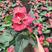 红掌多品种室内外观赏布景青州花卉基地