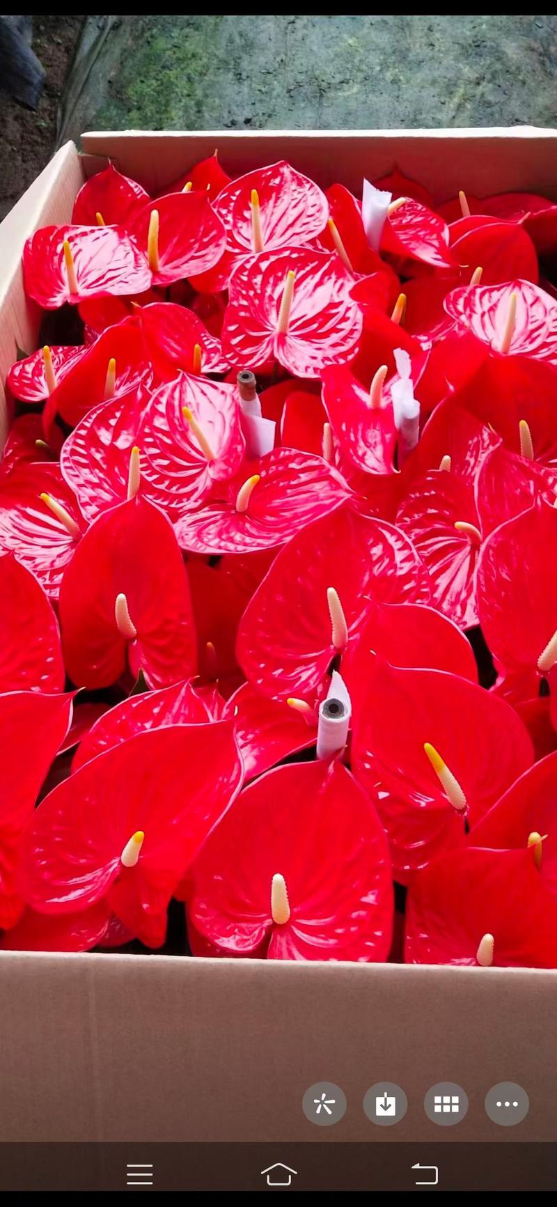 红掌多品种室内外观赏布景青州花卉基地