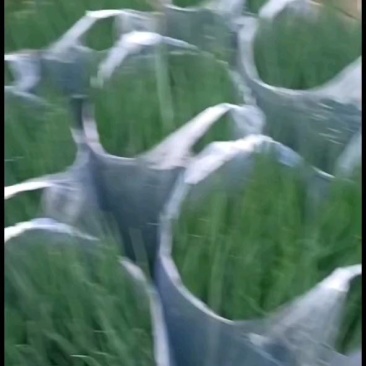 精品香葱大量有货价格便宜有需要的老板来吧