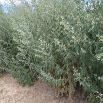 野王中药材大青蒿