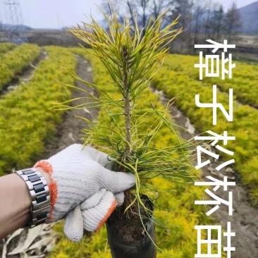 樟子松杯苗12/13...13/16高度20/70