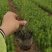 樟子松杯苗12/13...13/16高度20/70