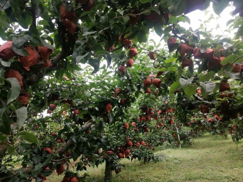 【现摘现发】江苏套袋丰水梨规格齐全量大价优欢迎来电咨询