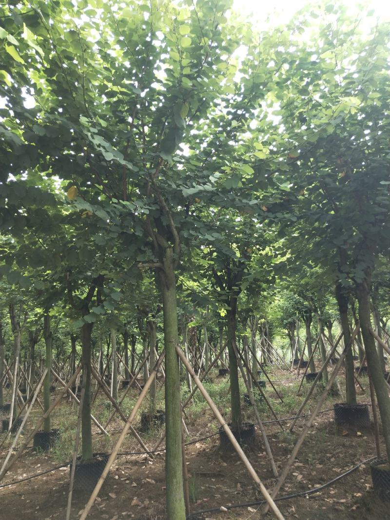 宫粉紫荆