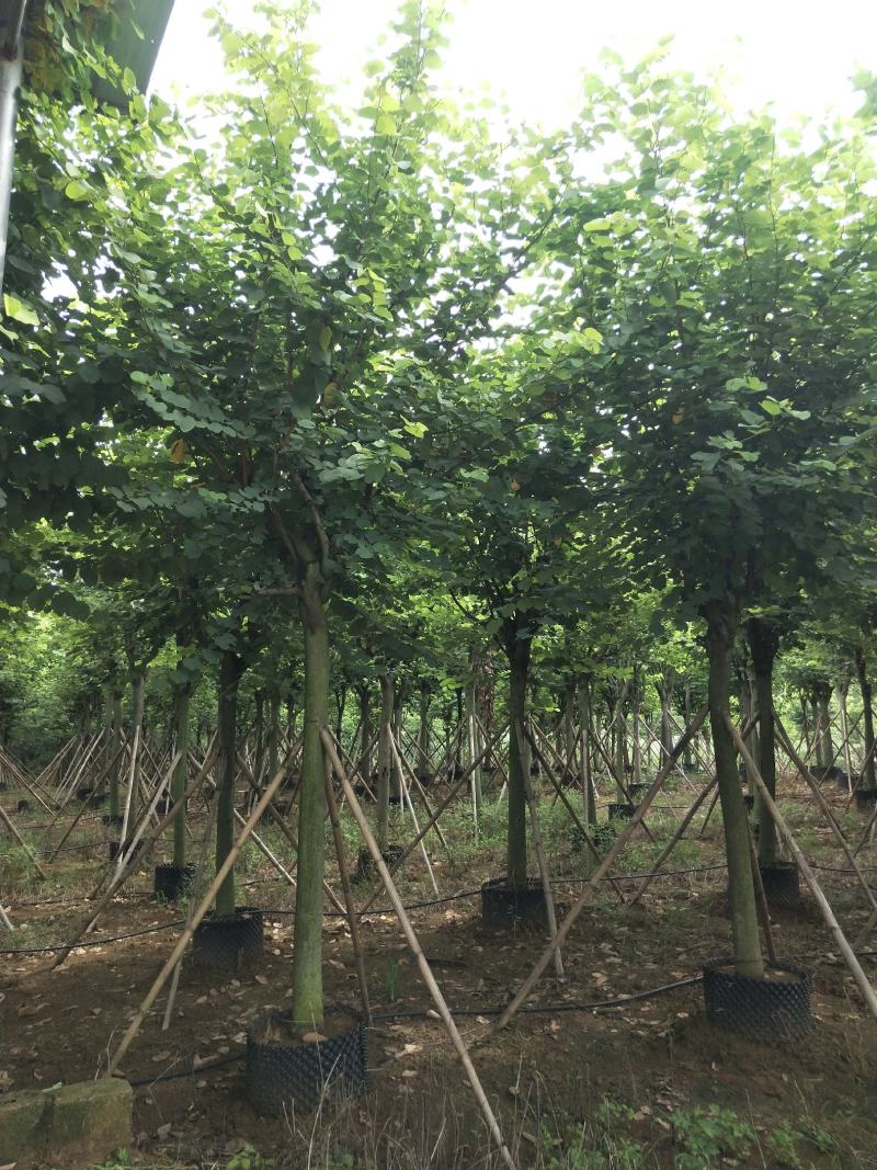 宫粉紫荆