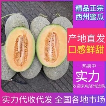 甘肃西州蜜瓜甜度高可供市场商超电商可视频看货欢迎电话订购