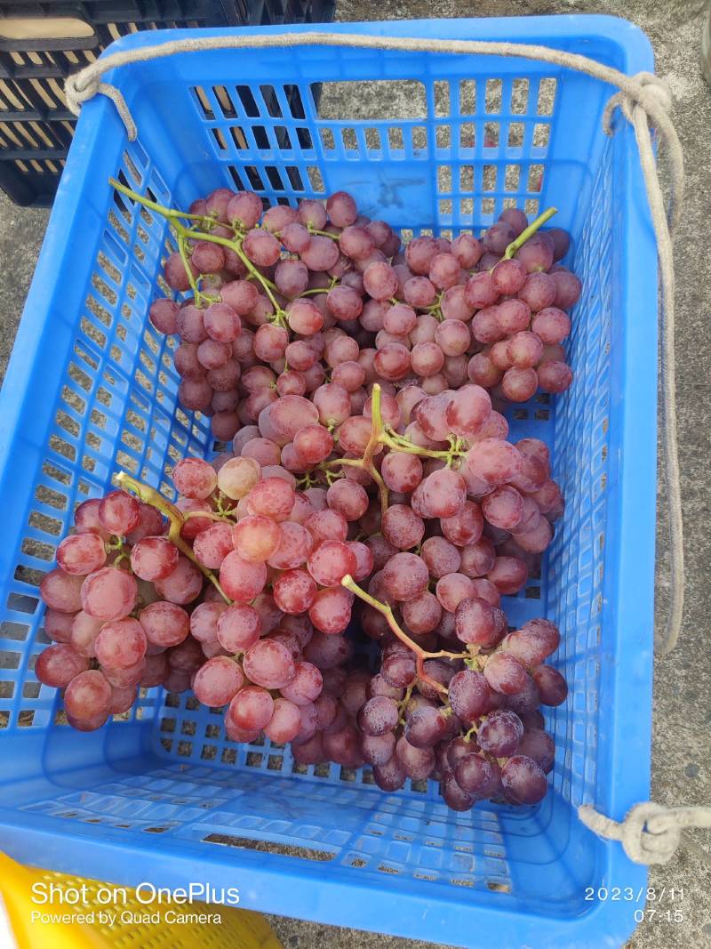 红提全国发货产品品质好供应全国电商以及各大市场