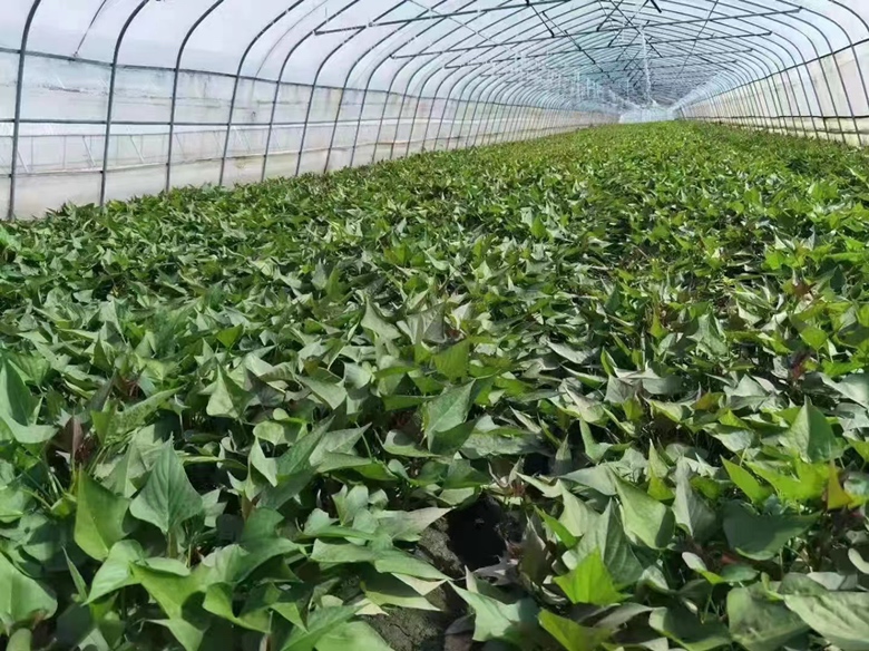 三个不同地区的家庭种植对比图:左侧为南方阳台上的茂盛红薯植株,中间为北方冬季室内使用补光灯的种植箱,右侧为高原地区使用黑色保温盆的盆栽红薯,背景标注‘南方’‘北方’‘高原’字样 图片描述