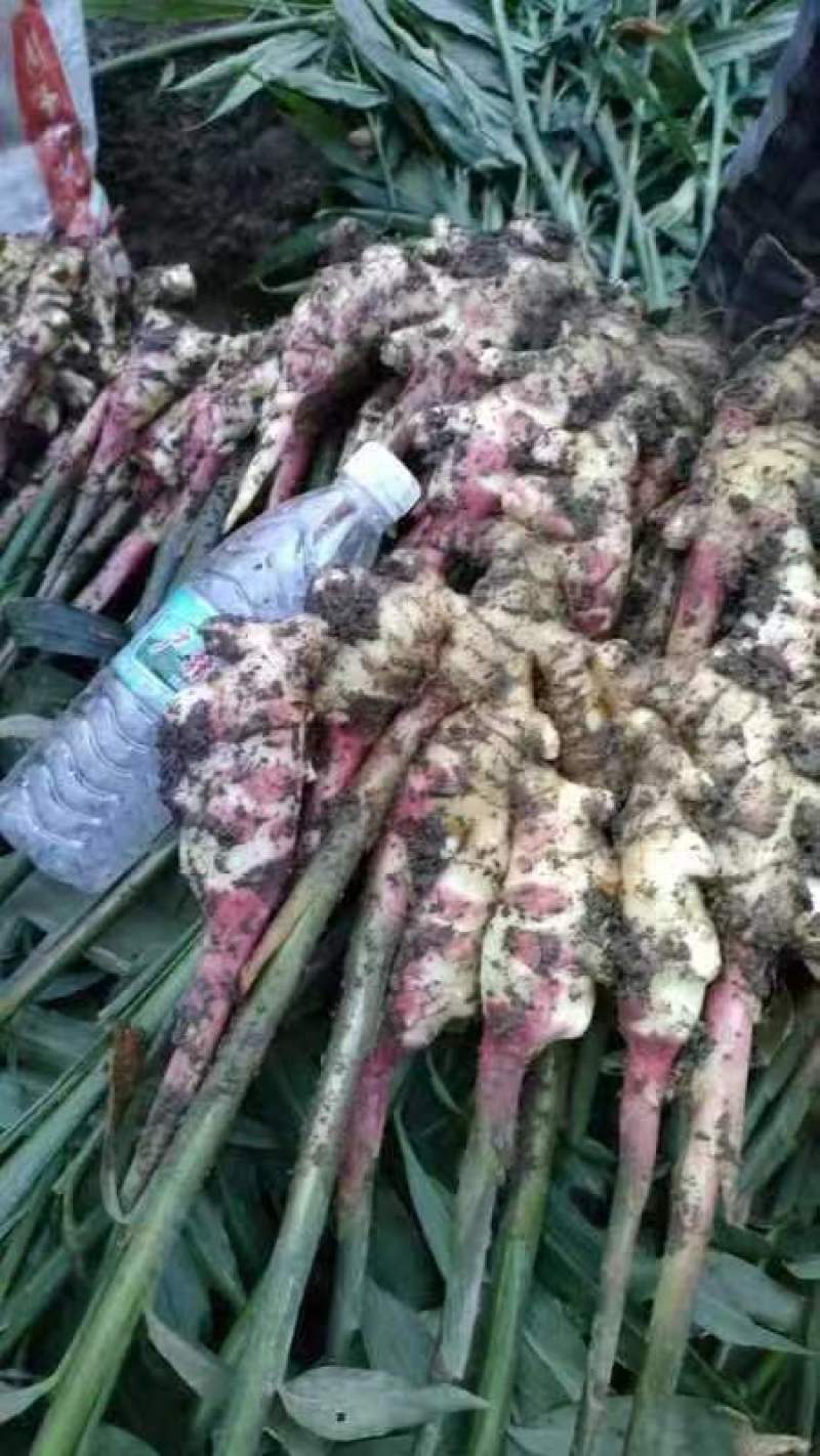 云南小黄姜电商姜基地直供小黄姜二黄姜均有货，量大从优。
