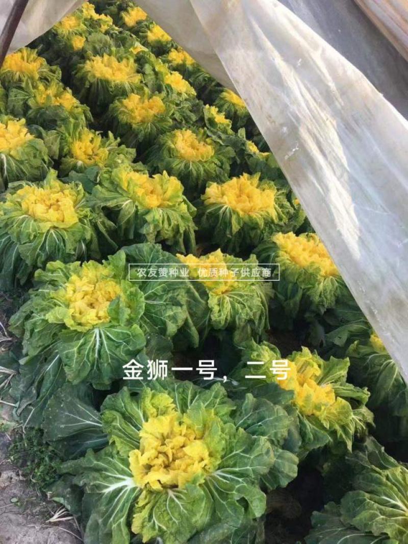 早熟小狮头白菜种子金狮二号黄心白菜种子杂交翻黄心大白菜种