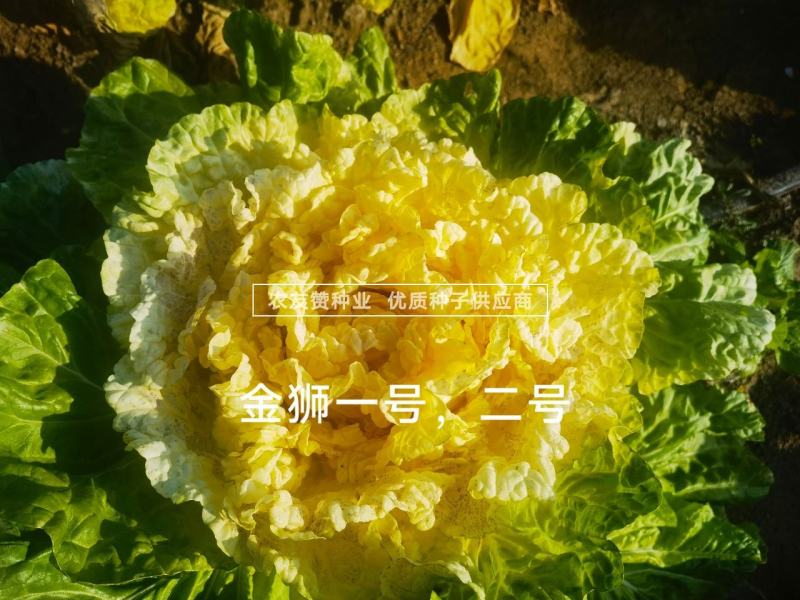 早熟小狮头白菜种子金狮二号黄心白菜种子杂交翻黄心大白菜种