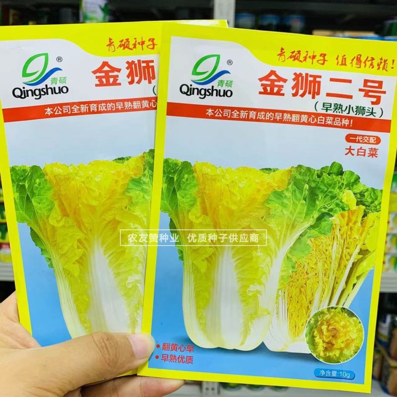 早熟小狮头白菜种子金狮二号黄心白菜种子杂交翻黄心大白菜种