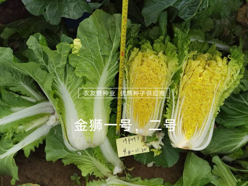 青硕金狮一号大白菜种子翻黄心秋季白菜新品种黄心白菜种子