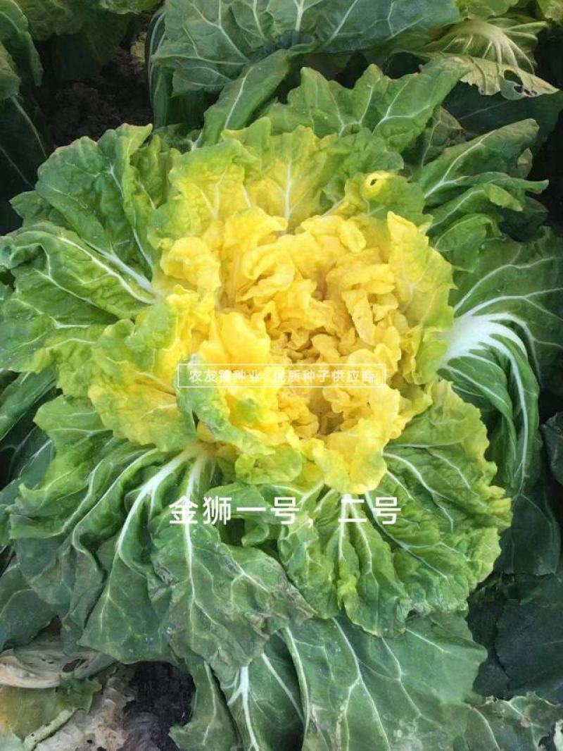青硕金狮一号大白菜种子翻黄心秋季白菜新品种黄心白菜种子