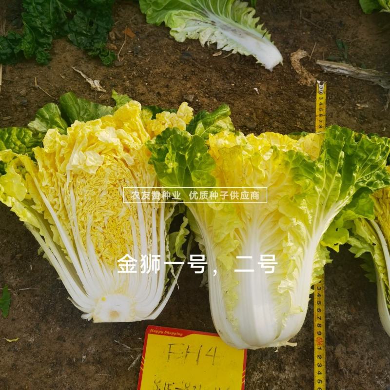 青硕金狮一号大白菜种子翻黄心秋季白菜新品种黄心白菜种子