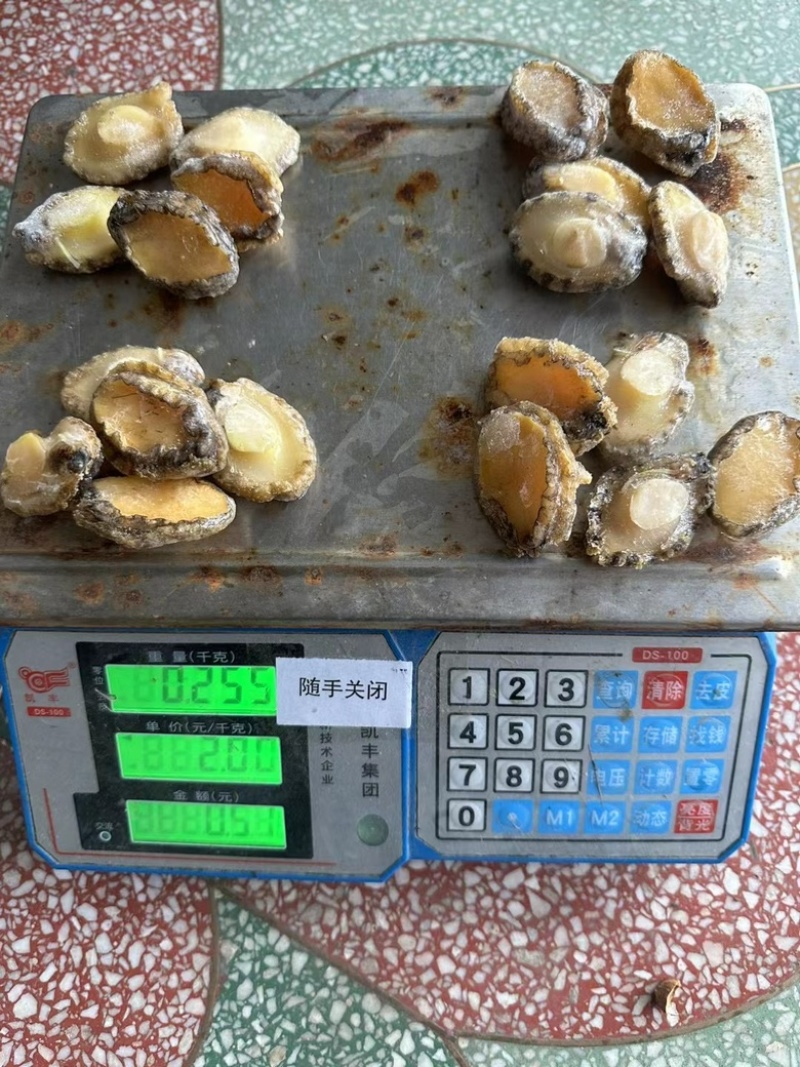 鲍鱼肉冷冻鲍鱼肉免处理鲍鱼肉捞汁小海鲜食材鲍鱼肉