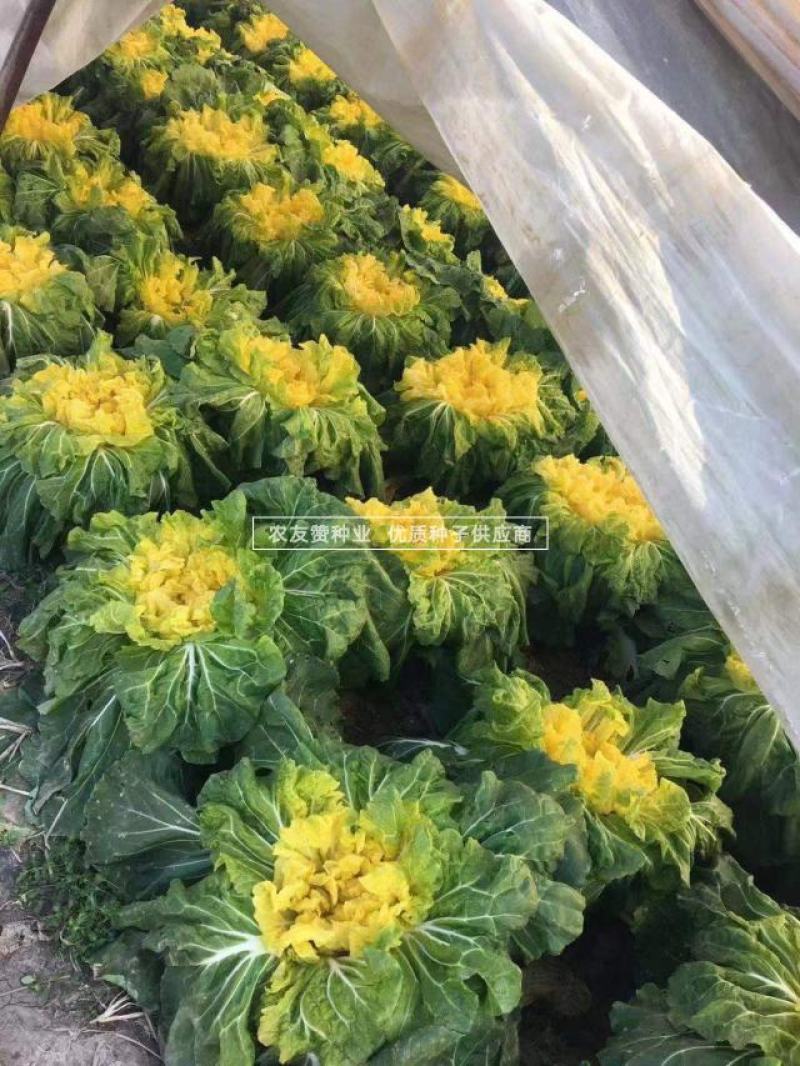 金满地黄心菜种子中熟心叶鲜黄直筒花心型大白菜种子口感好