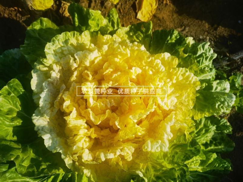 金满地黄心菜种子中熟心叶鲜黄直筒花心型大白菜种子口感好