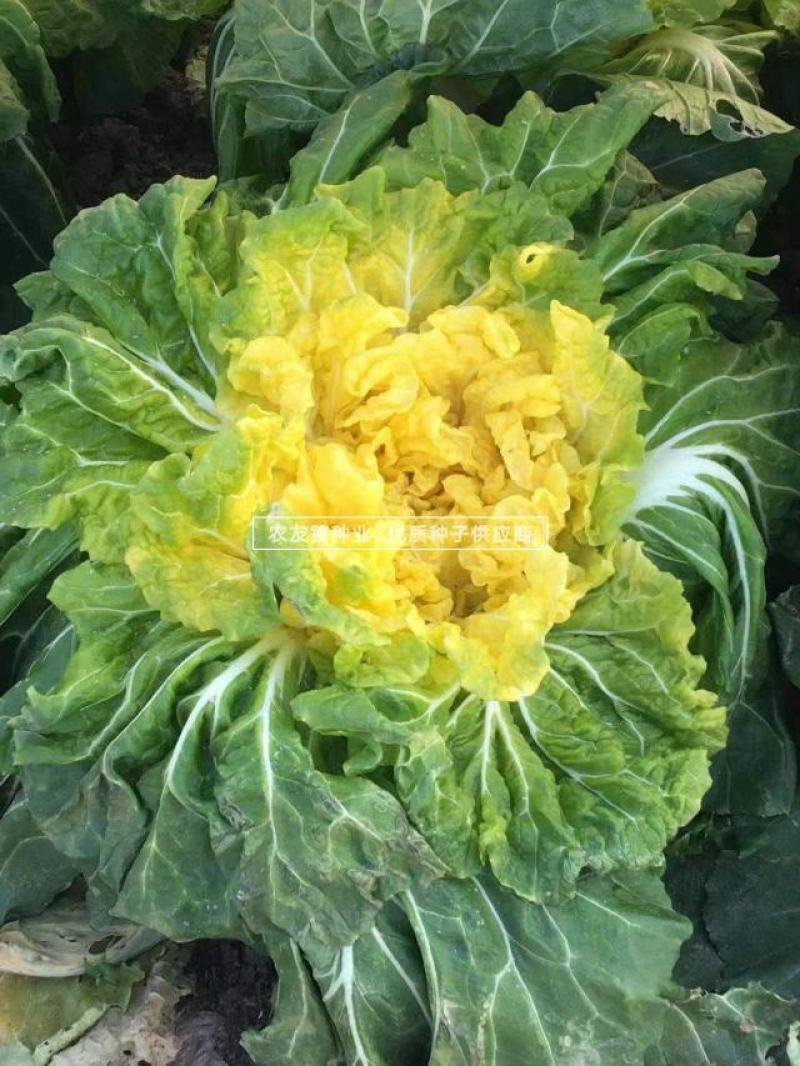 金满地黄心菜种子中熟心叶鲜黄直筒花心型大白菜种子口感好