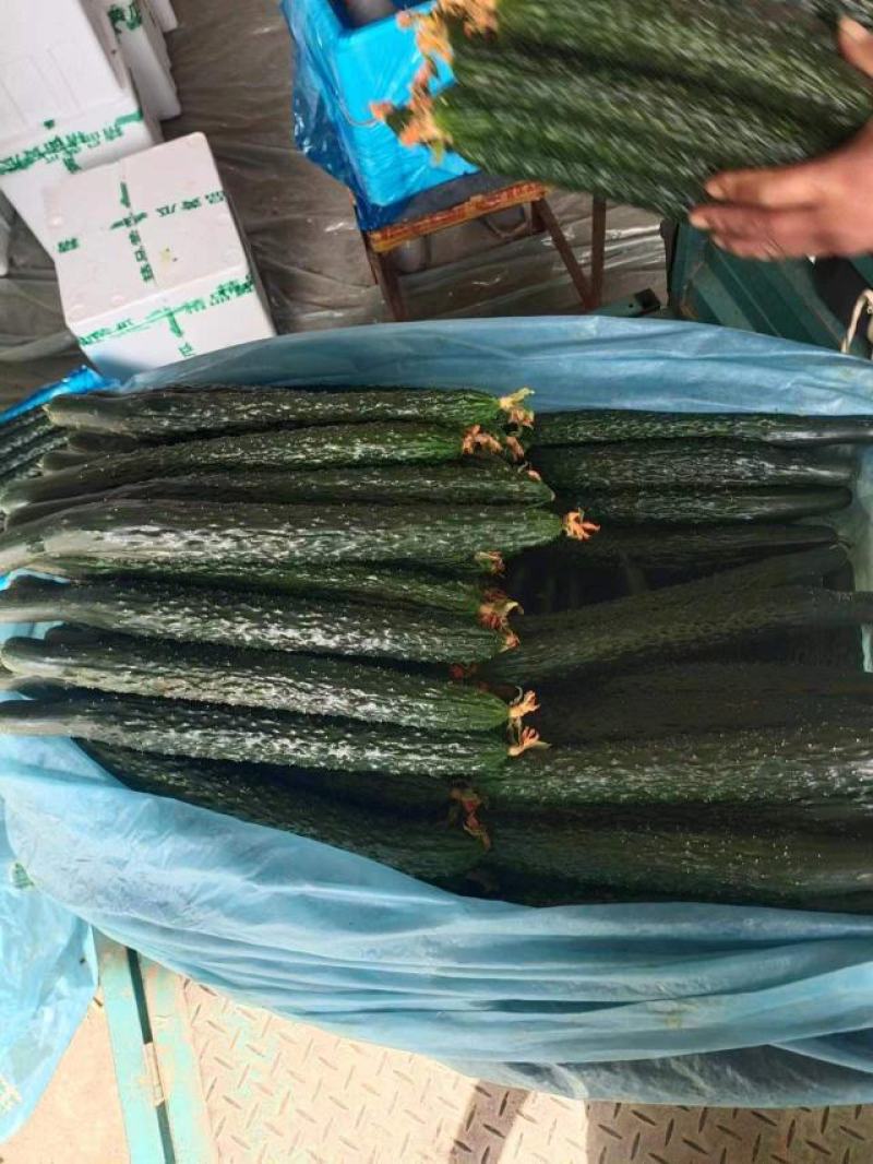 山东莘县密刺黄瓜大量供应产地直发价格美丽欢迎来电