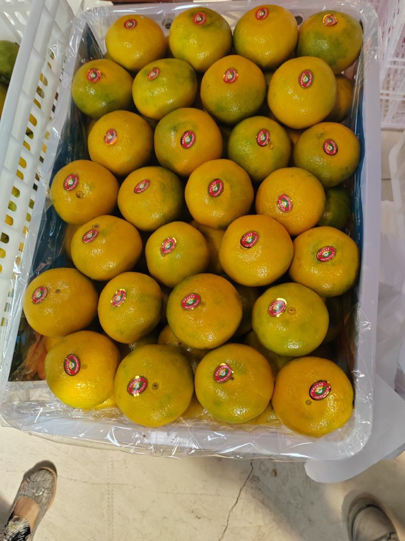 四川资阳特早蜜橘，八月末上市皮薄多汁，产地发货，质量上乘
