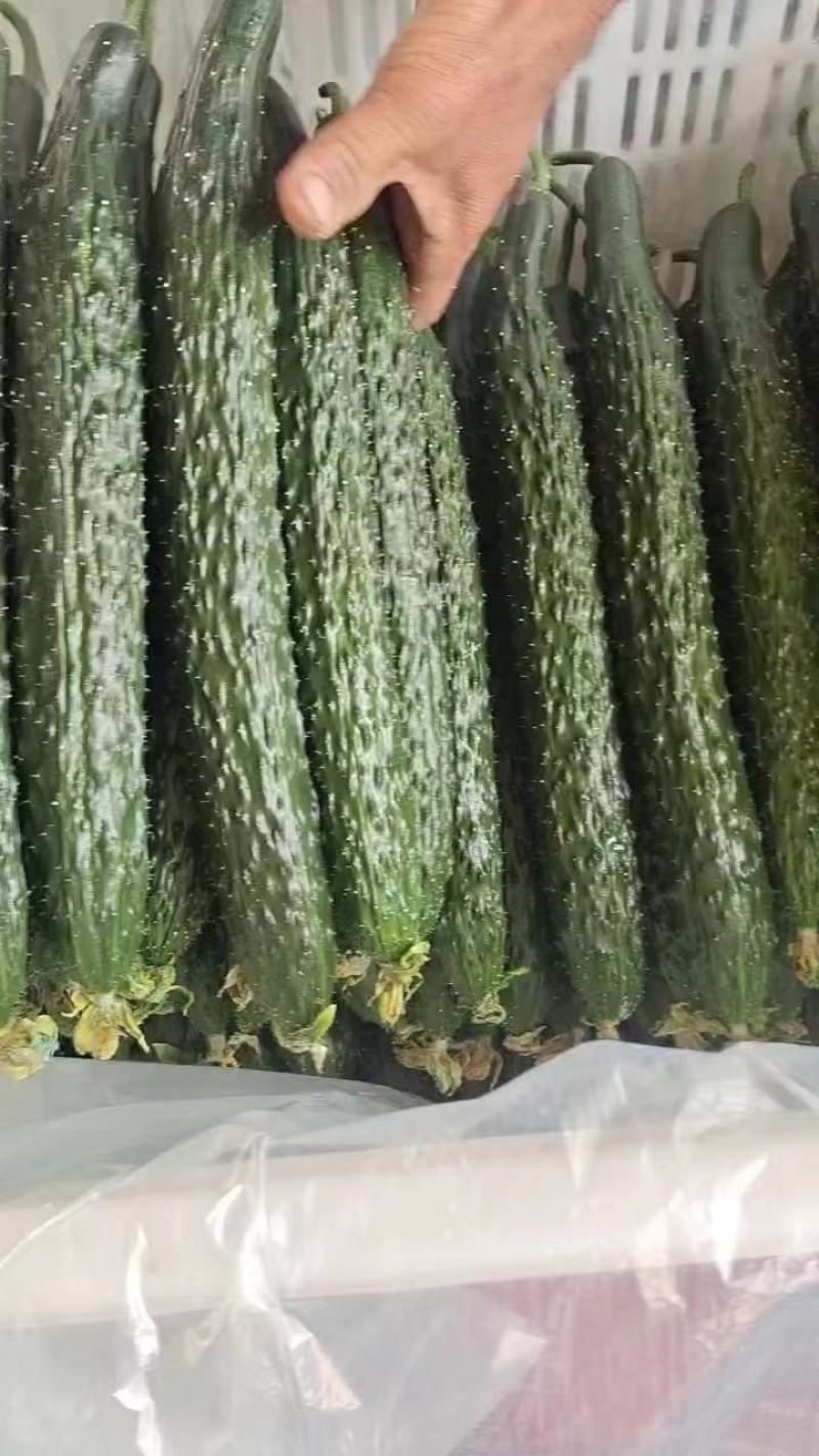 山东密刺黄瓜顶花带刺供应商超市场电商批发团购欢迎来电