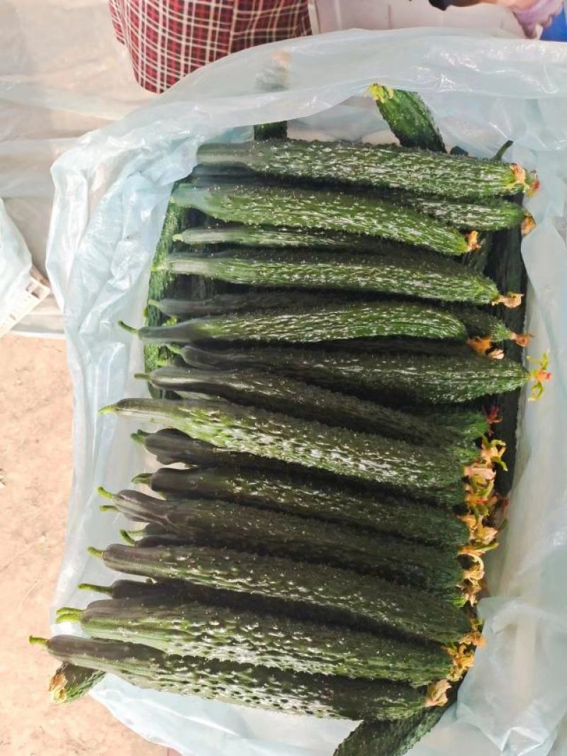 山东密刺黄瓜顶花带刺供应商超市场电商批发团购欢迎来电