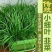 小叶韭菜大量上市保质保量产地一手货源价格便宜