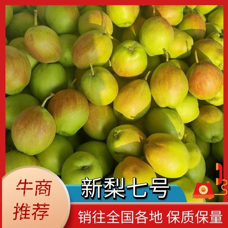 新梨七号（河北梨），皮薄肉厚，甘甜可口，商超批发