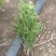 瓜子黄杨现货供应，成活率高，价格优惠欢迎采购