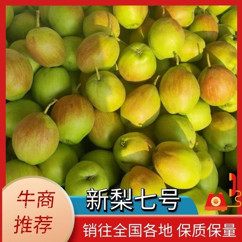 新梨七号（河北梨），皮薄肉厚，甘甜可口，商超批发