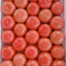 露地西红柿