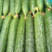 山东密刺黄瓜干花带刺，小中条，代收代发全国供应市场商超