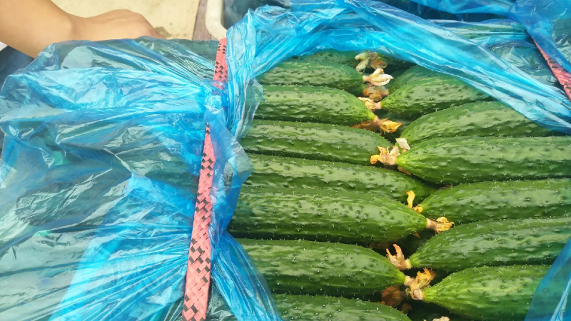 山东密刺黄瓜干花带刺，小中条，精品电商货，对接全国市场商超等