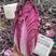 【紫白菜】《春秋》两季精品特色紫白菜，一手货源，保质保量
