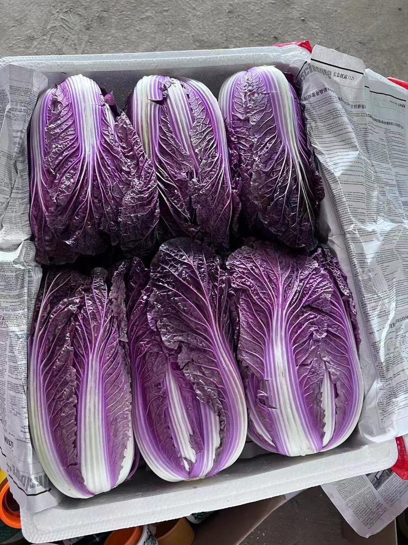 【紫白菜】《春秋》两季精品特色紫白菜，一手货源，保质保量