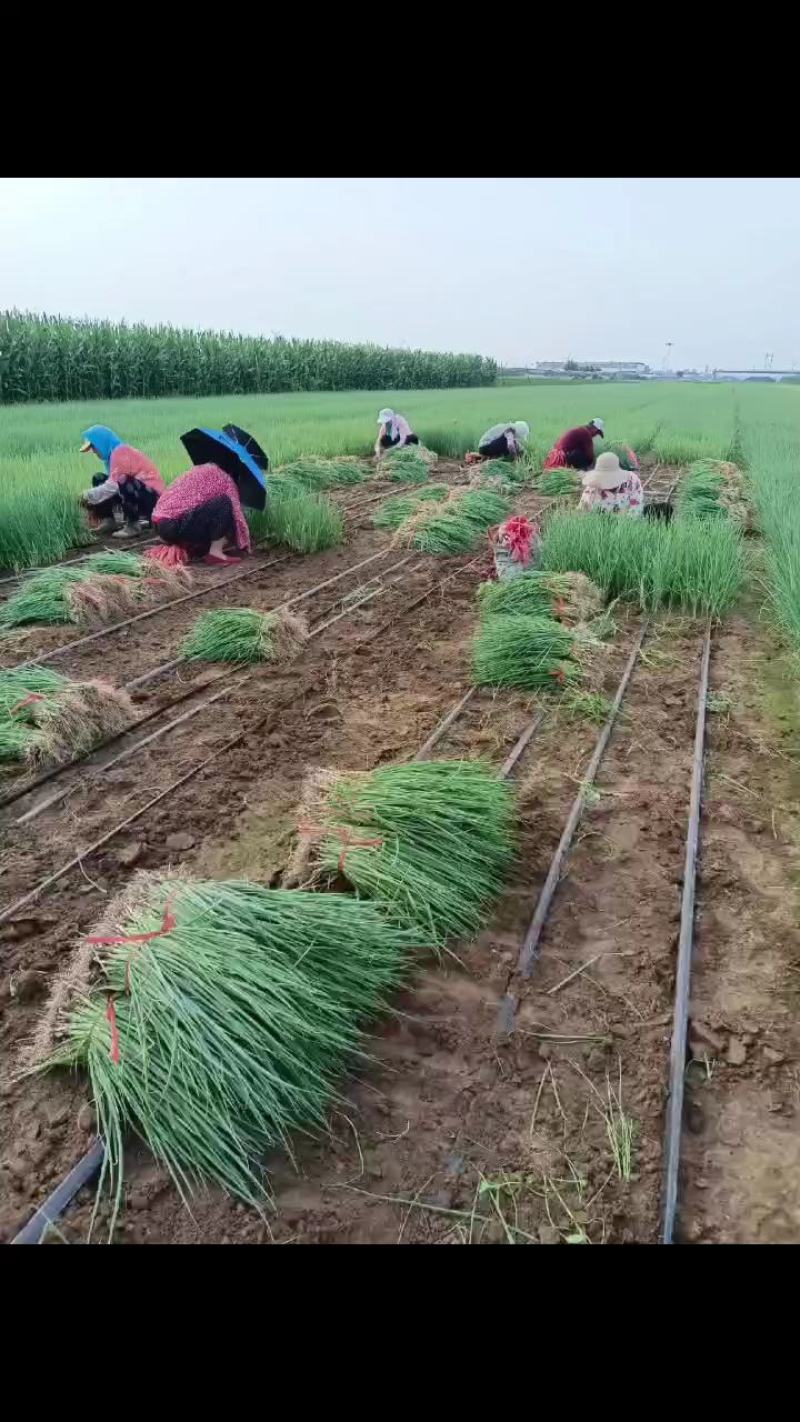 基地直供铁杆刚葱苗，品种齐全，保质保量葱苗抗涝耐热产量高