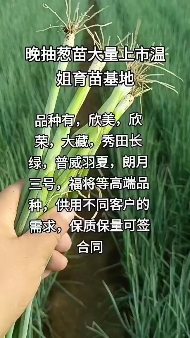 基地直供铁杆刚葱苗，品种齐全，保质保量葱苗抗涝耐热产量高